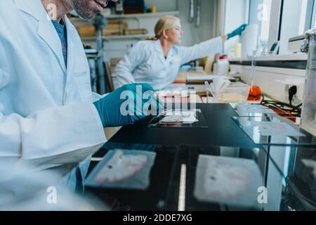 Homme travaillant sur une lame de microscope du cerveau humain avec un collègue debout en arrière-plan au laboratoire Banque D'Images