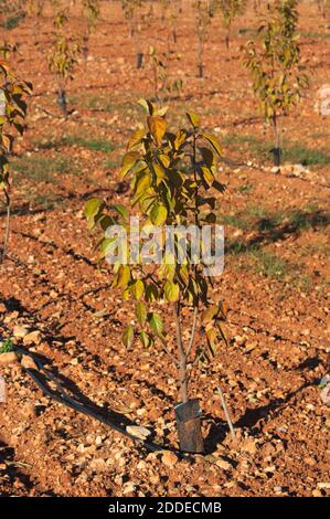 Image d'un petit arbre de persimmon qui a été récemment planté dans le champ Banque D'Images