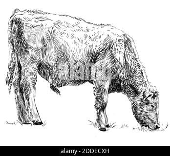 Esquisse d'herbe mangeant de veau. Vache, taureau, animal de ferme. Illustration graphique en noir et blanc dessinée à la main Banque D'Images