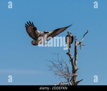 Un Osprey, Pandion haliaetus, se retrouve sur un arbre par son partenaire dans le bassin Atchachafalaya, dans le sud de Lousiana, aux États-Unis. Banque D'Images