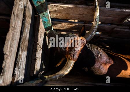 Un taureau de taureaux de taureaux de taureaux attend d'être libéré dans l'arène de Corralejas, un festival rural de taureaux de taureaux qui s'est tenu à Soplaviento, en Colombie. Banque D'Images