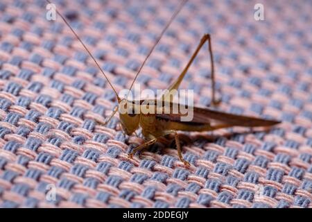 Ombre à longues cornes Katydid de l'espèce Conocephalus saltator Banque D'Images