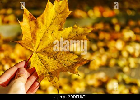 La femme tient une feuille d'érable jaune d'automne Banque D'Images