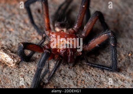 Toile de rideau araignée du genre Dipura Banque D'Images