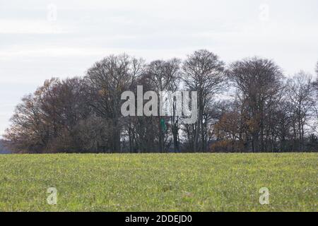 Aylesbury Vale, Royaume-Uni. 24 novembre 2020. Forêt ancienne à Jones Hill Woods. Une grande partie de Jones Hill Woods, qui aurait inspiré l'histoire de Roald DahlÕs childrenÕs fantastique M. Fox, Est menacé de destruction imminente pour le projet controversé de train à grande vitesse HS2, mais les travaux sont actuellement suspendus suite à l'inquiétude des individus et des écologistes professionnels concernant la présence de rares chauves-souris barbâtelle dans les bois anciens. Crédit : Mark Kerrison/Alamy Live News Banque D'Images