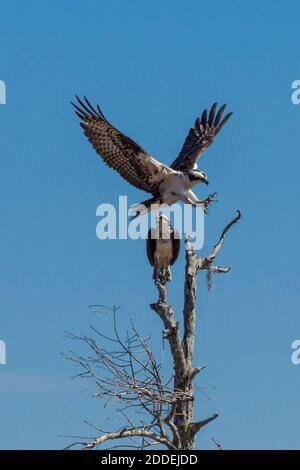 Un Osprey, Pandion haliaetus, se retrouve sur un arbre par son partenaire dans le bassin Atchachafalaya, dans le sud de Lousiana, aux États-Unis. Banque D'Images