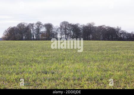 Aylesbury Vale, Royaume-Uni. 24 novembre 2020. Forêt ancienne à Jones Hill Woods. Une grande partie de Jones Hill Woods, qui aurait inspiré l'histoire de Roald DahlÕs childrenÕs fantastique M. Fox, Est menacé de destruction imminente pour le projet controversé de train à grande vitesse HS2, mais les travaux sont actuellement suspendus suite à l'inquiétude des individus et des écologistes professionnels concernant la présence de rares chauves-souris barbâtelle dans les bois anciens. Crédit : Mark Kerrison/Alamy Live News Banque D'Images