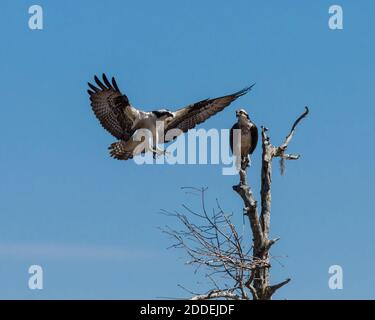 Un Osprey, Pandion haliaetus, se retrouve sur un arbre par son partenaire dans le bassin Atchachafalaya, dans le sud de Lousiana, aux États-Unis. Banque D'Images