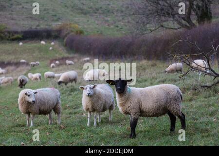 Aylesbury Vale, Royaume-Uni. 24 novembre 2020. Les moutons se broutent près de GrimÕs Ditch. GrimÕs Ditch est un monument historique, une terre dont on croit qu'elle est originaire du 1er millénaire avant Jésus-Christ, bordé par des haies historiquement importantes, et le projet HS2 devrait détruire environ un tiers d'une section de 350 mètres du fossé. Crédit : Mark Kerrison/Alamy Live News Banque D'Images