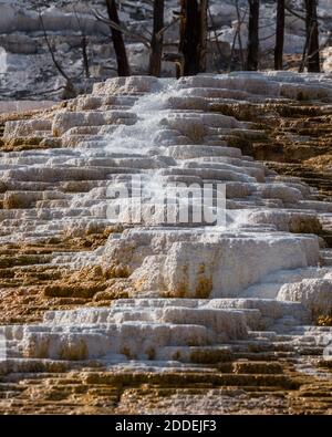 L'eau coule sur la face d'Angel Terrace, Mammoth Hot Springs, parc national de Yellowstone, Wyoming, États-Unis. Banque D'Images