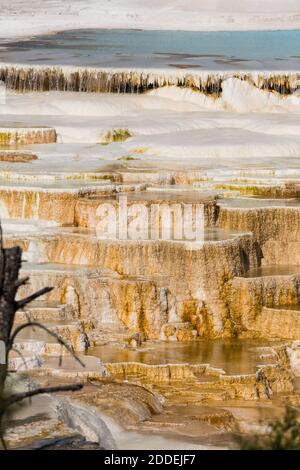 Canary Spring Terraces, main Terrace, Mammoth Hot Springs, parc national de Yellowstone, Wyoming, États-Unis. Banque D'Images