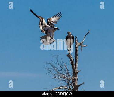 Un Osprey, Pandion haliaetus, se retrouve sur un arbre par son partenaire dans le bassin Atchachafalaya, dans le sud de Lousiana, aux États-Unis. Banque D'Images