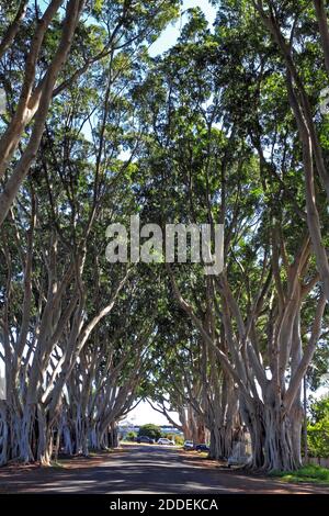 Fig Tree Avenue à Breimba Street, Grafton, Nouvelle-Galles du Sud, Australie. L'avenue des Figs Weeping, Ficus microcarpa var.hillii, a été plantée par le conseil vers 1940 Banque D'Images