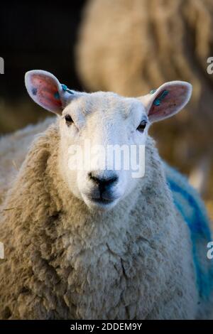 Agneau de Lleyn, nouveau-né, à l'heure des agneaux, au Royaume-Uni Banque D'Images