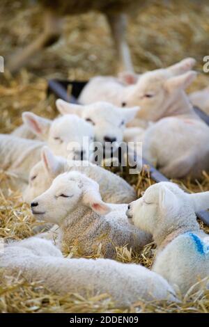 White a fait face à de nouveaux agneaux Lleyn dans un groupe sur une ferme à l'heure de l'agneaux, au Royaume-Uni Banque D'Images