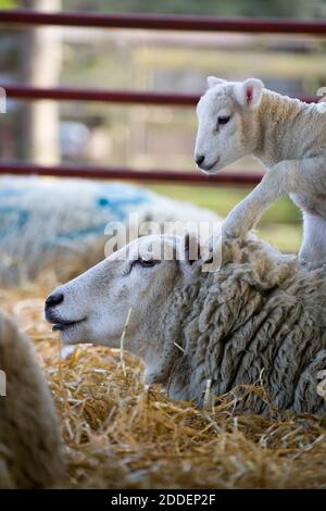 Agneau de Lleyn, nouveau-né, à face blanche, grimpant sur la brebis de la mère dans une ferme à l'heure de l'agissement, au Royaume-Uni Banque D'Images