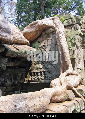 Ficus Strangulosa, connu sous le nom de figues à étrangler, engloutir le temple de Ta Prohm. Les ruines antiques sont surpassées par les racines des arbres dans cette ville ancienne surcultivée qui a dominé la région jusqu'à sa disparition en 1431. Redécouvert dans les années 1990, Ta Prohm avec le reste d'Angkor Wat à Siem Reap, au Cambodge, a été une attraction touristique majeure ainsi qu'une fouille archéologique active. Banque D'Images