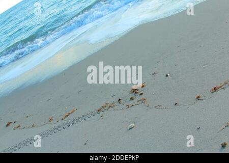 sable et algues - vue en canted de l'océan. Banque D'Images