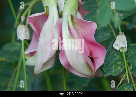 Image de gros plan défocuse de la fleur de Sesbania grandiflora est mangé comme un légume et un médicament. Les feuilles sont régulières et arrondies. Le fruit Banque D'Images