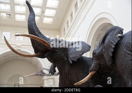 Diorama des éléphants dans la salle Stanley Field Hall, sur le terrain Musée de Chicago Banque D'Images