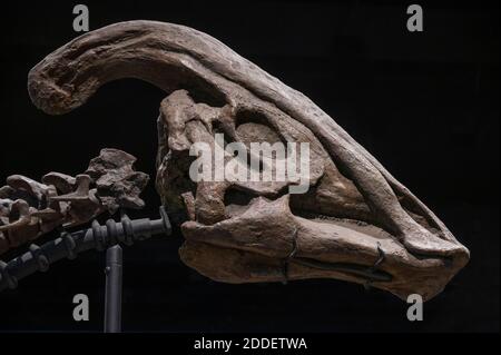 Tête d'un dinosaure à bec de canard au Field Museum À Chicago Banque D'Images