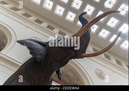 Diorama des éléphants dans la salle Stanley Field Hall, sur le terrain Musée de Chicago Banque D'Images