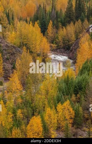 Trembles (populus tremuloides) le long d'un ruisseau en automne, parc national des Glaciers, Montana Banque D'Images