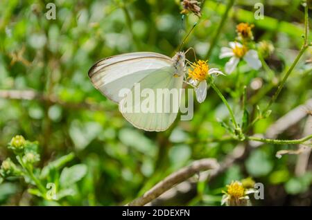 Papillon sur l'aiguille espagnole Banque D'Images