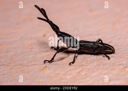 Weevil droit-scrid du genre Brentus Banque D'Images