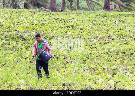 Un agriculteur philippin haletant des graines dans un champ à Bicol, Philippines Banque D'Images