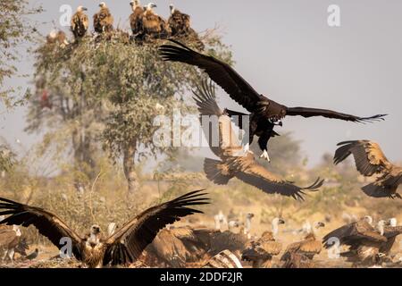 Vulve de Cinereous ou vautour de noir ou de moine vol de gros plan avec Wingspan à Jorbeer conservation Reserve bikaner rajasthan inde - Aegypius monachus Banque D'Images