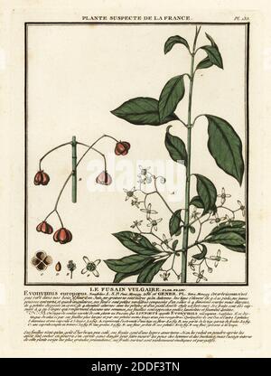 Fuseau européen, Euonymus europaeus. Le fusain vulgaire, Evonymus europaeus. Gravure en plaque de coperplate imprimée en trois couleurs par Pierre Bulliard de son Herbier de la France, ou collection complète des plantes indigénes de ce royaume, Didot jeune, Debure et Belin, 1780-1793. Banque D'Images