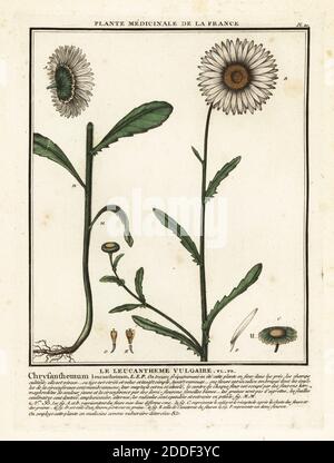 Marguerite à œil de bœuf, Leucanthemum vulgare. Le leucantheme vulgaire, Chrysanthemum leucanthemum. Gravure en plaque de coperplate imprimée en trois couleurs par Pierre Bulliard de son Herbier de la France, ou collection complète des plantes indigénes de ce royaume, Didot jeune, Debure et Belin, 1780-1793. Banque D'Images