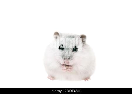 Dzungarian gris joli hamster sur un fond blanc isolé maintient la nourriture dans ses pattes, mange et regarde la caméra Banque D'Images