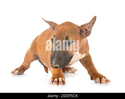 Bull Terrier miniature devant un fond blanc Banque D'Images