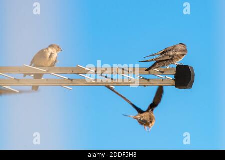 Sand Martin ou Riparia riparia. Dans les oiseaux sauvages de la vie en ville. Banque D'Images