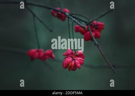 fruit rouge sur fond vert Banque D'Images