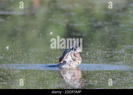 Pigeon de bois sauvage ou Palumbus de Columba dans l'eau de l'étang. Banque D'Images