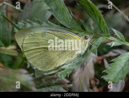 Le petit blanc, Pieris rapae, s'est installé fermé sur la feuille par temps froid. Banque D'Images