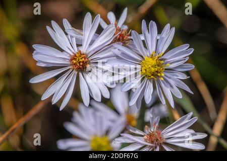 Aster de mer, Tripolium pannonicum, en fleur dans le saltmarais côtier, Dorset. Banque D'Images