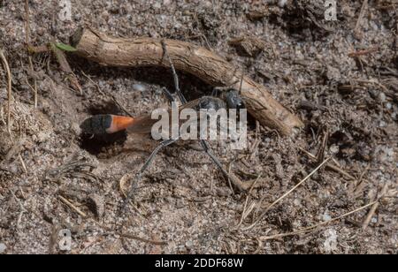 Guêpe de sable de Heath femelle, Ammophila pubescens, fermant le terreau de nid avec de la pierre et du sol. Dorset. Banque D'Images