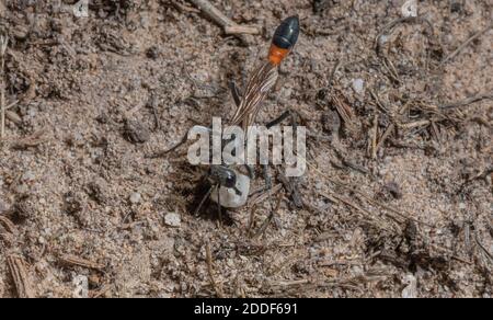 Guêpe de sable de Heath femelle, Ammophila pubescens, fermant le terreau de nid avec de la pierre et du sol. Dorset. Banque D'Images