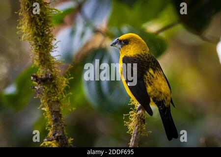 Black-thighed, Grosbeak Pheucticus tibialis, dans les nuages du parc national La Amistad, Chiriqui province, République du Panama. Banque D'Images