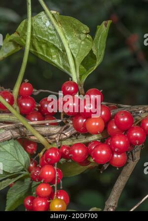 Baies de bryonie noire, Dioscorea communis, à hedgerow, début de l'automne. Banque D'Images