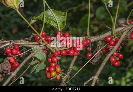 Baies de bryonie noire, Dioscorea communis, à hedgerow, début de l'automne. Banque D'Images