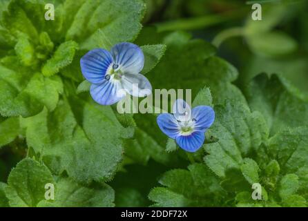 Terrain commun-speedwell, Veronica persica, en fleur dans le sol perturbé, fin de l'été. Banque D'Images