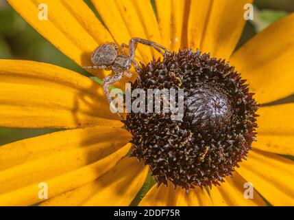 Crab Spider, Xysticus cristatus attendant sur une coneflière, Rudbeckia, dans le jardin sauvage. Banque D'Images