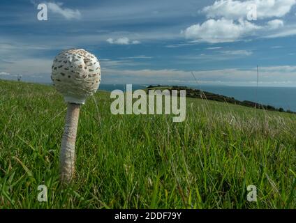 Jeune parasol, Macrolepiota procera, champignon poussant dans les prairies de craie, Ballard Down, Dorset. Banque D'Images