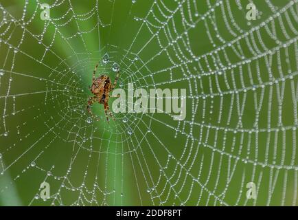 Femelle d'araignée de jardin, Araneus diadematus, sur l'orbe dewy le matin d'automne frais. Banque D'Images