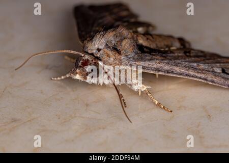 Euteliid Moth de la famille Euteliidae Banque D'Images